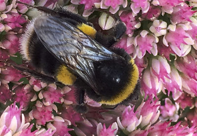 Close-up of insect on flower