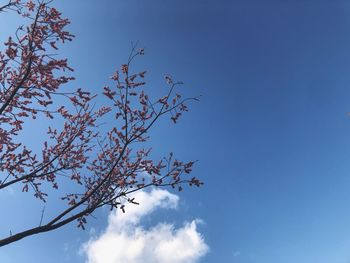 Low angle view of flowering tree against blue sky