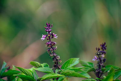 Close-up of purple flowering plants