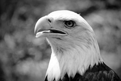 Close-up of eagle against blurred background