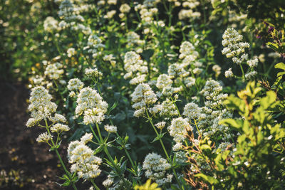 Close-up of flowering plants on field