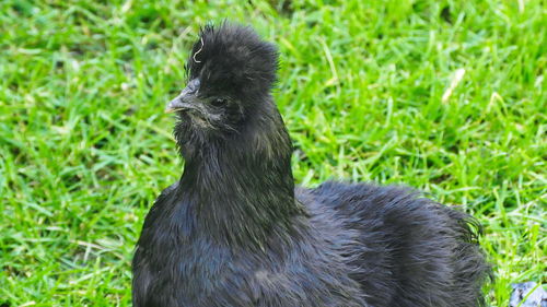 Close-up of black bird on grass