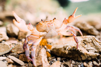 Close-up of crab on land