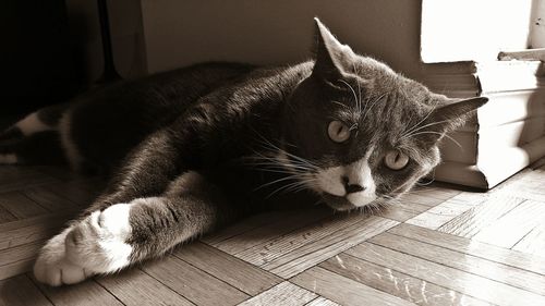 Close-up of cat relaxing