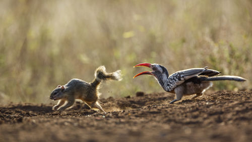 Close-up of bird on field