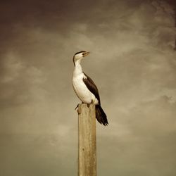 Bird perching on wall