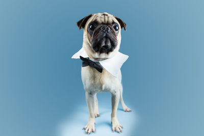 Close-up of pug wearing bow tie against blue background