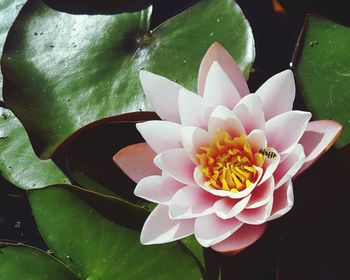 Close-up of lotus water lily in pond