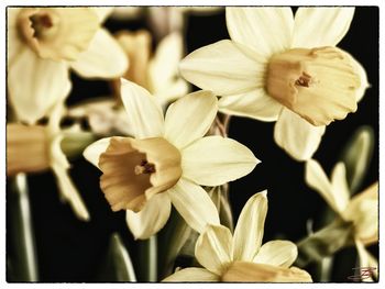 Close-up of flowers blooming outdoors