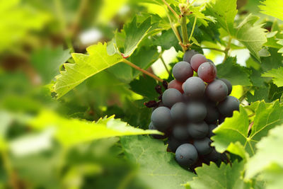 Close-up of grapes growing on field