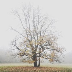 Bare trees in foggy weather