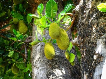 Close-up of fruit on tree