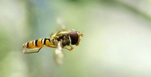 Macro shot of bee flying outdoors