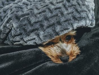 Sleepy yorkie puppy