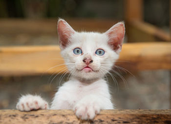 Close-up portrait of cat
