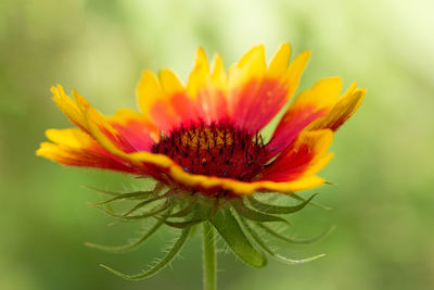 Close-up of yellow flower