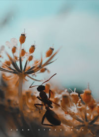 Close-up of flowering plant against sky