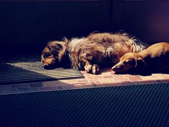 Dog sleeping on couch