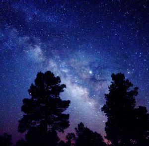 Low angle view of trees against sky at night