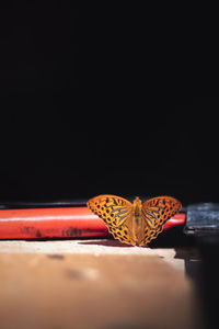 Close-up of butterfly on leaf