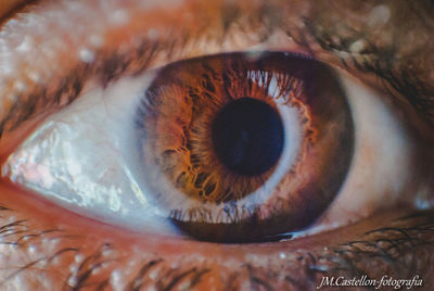 Close-up of human eye