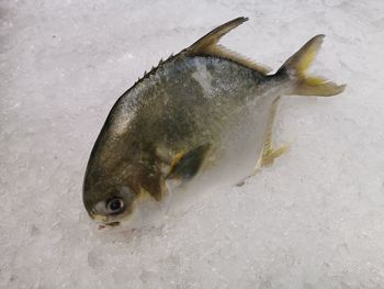 High angle view of fish