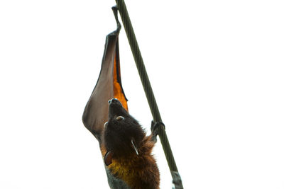 Low angle view of bird against white background