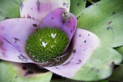 Close-up of pink flower