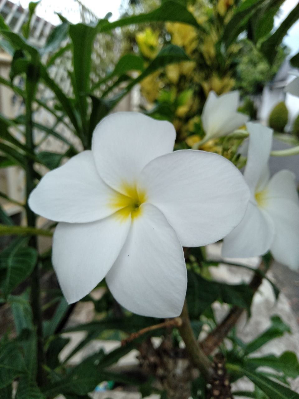 CLOSE-UP OF WHITE FLOWER