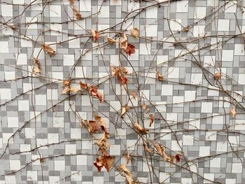 Low angle view of autumn leaves on tree