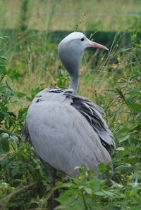 Close-up of bird on grass
