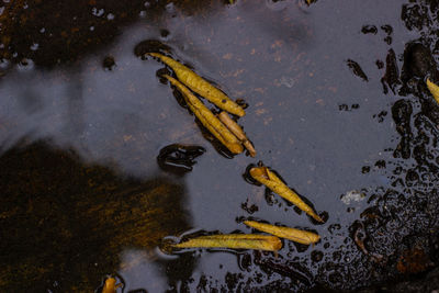 High angle view of frog swimming in lake