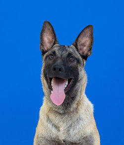 Portrait of dog against blue background