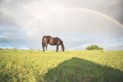 Horse standing on field against with rainbow in background