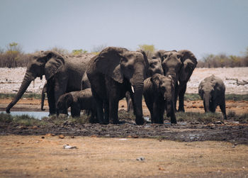 Elephant in a field