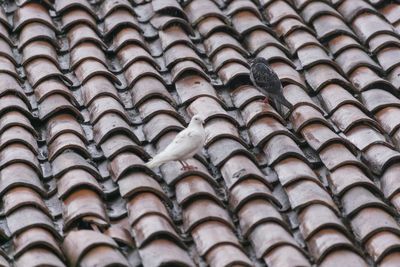 Full frame shot of roof tiles