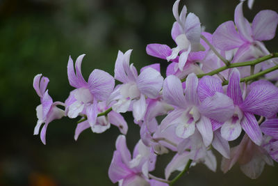 Close-up of purple flowers