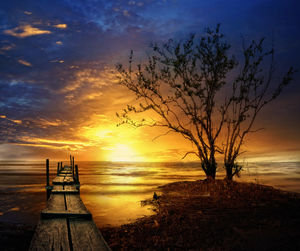 Silhouette tree on beach against sky during sunset