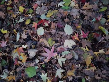 High angle view of maple leaves on road