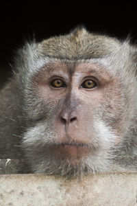 Portrait of monkey