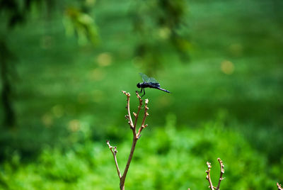 Close-up of plant against blurred background