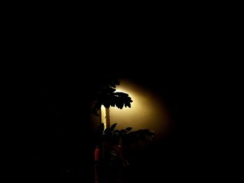 Low angle view of silhouette flower against clear sky at night