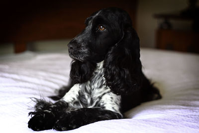 Close-up of dog relaxing on bed at home