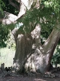 Trees growing in forest