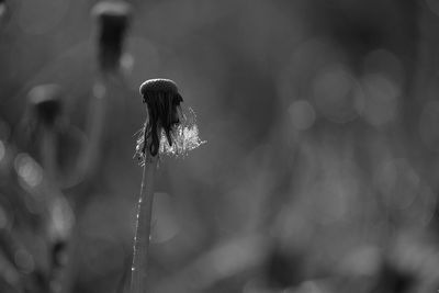 Close-up of wilted plant