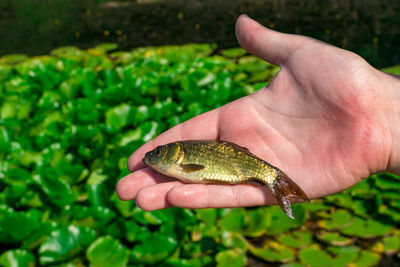 One ordinary small fish on a woman's hand. freshwater fish just got out of the water.