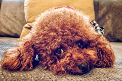 Close-up portrait of dog relaxing on sofa