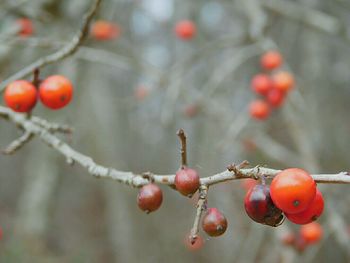 Close-up of berries on tree during winter