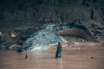 Huge borneo crocodile