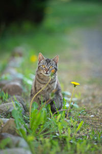 Portrait of a cat on a field